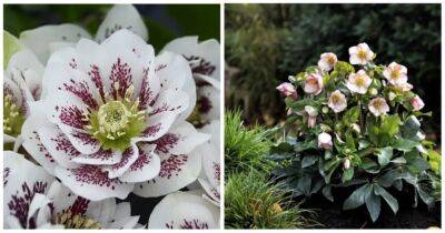 Морозник — цветок, который первым украсит ваш сад после холодов - cpykami.ru