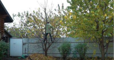 Что делать если дерево слишком высокое? Как и зачем понижать дерево? - cpykami.ru