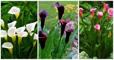 Особая любовь для вашего сада — каллы, которые преобразят ландшафтный дизайн - cpykami.ru