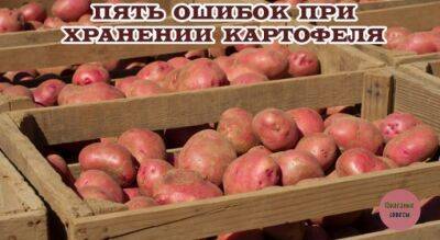 ​5 ошибок при хранении картофеля - polsov.com