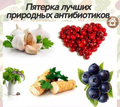 Пятёрка лучших природных антибиотиков - polsov.com