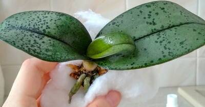 Нарастите корни орхидеи с помощью обыкновенной ваты. Рабочий и практичный метод - cpykami.ru
