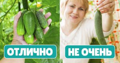 Мамина подруга продает семена на рынке, она подсказала, какие огурцы лучше всего подходят для выращивания в открытом грунте - takprosto.cc - Москва