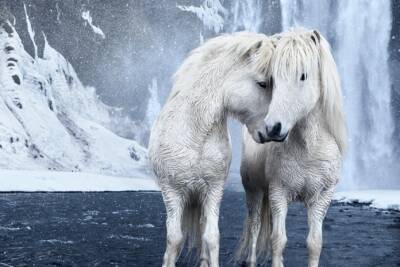 Посмотрите, насколько волшебно выглядят лошади в Исландии - flytothesky.ru - Исландия