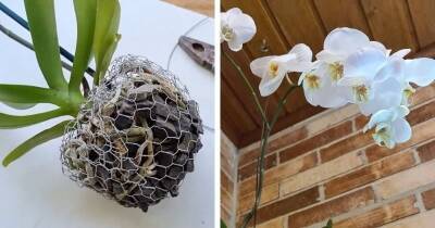 Красивая идея, как посадить орхидею не в горшок. Украсьте свой сад прекрасными орхидеями - cpykami.ru