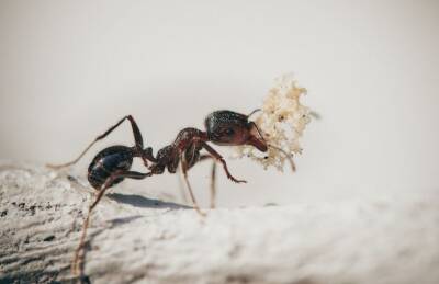 Светлана Протас - Малоизвестный совет с мукой, который решит проблему с муравьями в доме: стоит знать хозяйкам - belnovosti.by