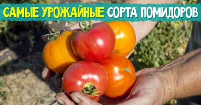 У «носатых» помидоров неизменно мясистая мякоть, дачник раскрыл сорта томатов, дающие щедрый урожай - takprosto.cc