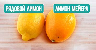 Дотошный продавец на рынке научил, как отличать «лимон мейера» от рядового лимона, трачу деньги лишь на лучшие цитрусовые - takprosto.cc