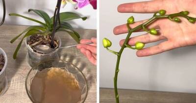 Жидкая натуральная подкормка: орхидея похорошеет на глазах, нарастит корни, а цветение будет красивым и продолжительным - cpykami.ru