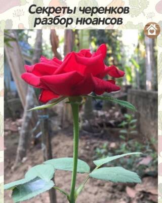 Секреты черенков - polsov.com