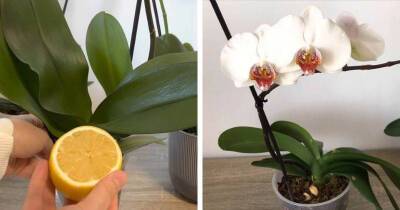 Хитрость с лимоном, которая поможет орхидее обильно цвести. Упругие, жёсткие листья — залог здоровья и цветения орхидеи - cpykami.ru