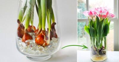 Соседка по даче выращивает тюльпаны на продажу, поделилась тонкостями выгонки тюльпанов в домашних условиях и на клумбе - takprosto.cc