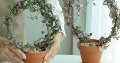 Самые оригинальные комнатные растения своими руками: из любого плетущегося растения - cpykami.ru