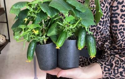 Необычный способ: выращивание огурцов в стакане. Получите сочные хрустящие огурчики для весеннего салата - cpykami.ru