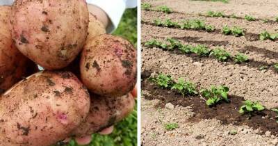 Картошка вырастет крупной, а урожай увеличится минимум в 2 раза благодаря эффективной подкормке - cpykami.ru