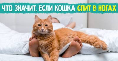 Никак не возьму в толк, почему одна кошка спит у меня в ногах, а другая любит прикорнуть возле головы - takprosto.cc