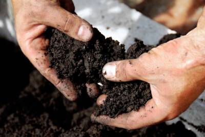 Можно ли повысить плодородность почвы? - shkolazhizni.ru