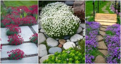 Восхитительные почвопокровные растения для создания особой атмосферы в саду - cpykami.ru