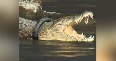 Храбрый мужчина поймал и спас крокодила, который жил с шиной вокруг шеи уже 6 лет - cpykami.ru - Индонезия - Австралия