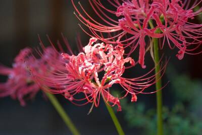Ликорис - ураганная лилия. Как вырастить в своем саду эту экзотику? - shkolazhizni.ru - Корея