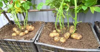 И огород не нужен. Попробуйте вырастить картошку в пластиковых ящиках — интересный эксперимент - cpykami.ru