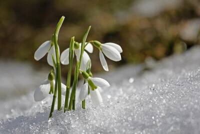 ​Как влияет весна на нашу жизнь? - shkolazhizni.ru