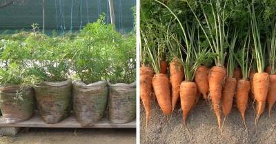 Сэкономьте место в огороде и вырастите крупную морковь в пакетах. Интересный опыт с хорошим результатом - cpykami.ru