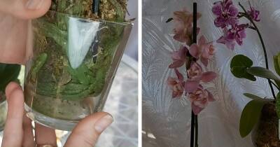 Пересадите орхидею в мох и удивитесь результату. Корни растут интенсивно, а орхидея цветёт, как никогда раньше - cpykami.ru