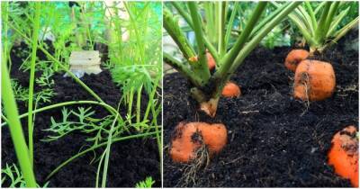 Необычный способ выращивания моркови на горке: много клубней на маленьком участке - cpykami.ru