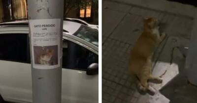 Пропавший без вести котик стоял возле объявлении о своей пропаже, давая прохожим понять, чтобы его скорее забрали обратно домой - cpykami.ru - Буэнос-Айрес