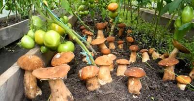Дедушкин метод засеять белыми грибами все грядки возле дома - takprosto.cc