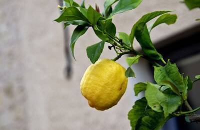 Марин Михалап - Как вырастить лимон в домашних условиях: назван невероятно простой способ - belnovosti.by