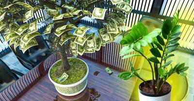 Мама подарила долларовое дерево, доходы семьи резко повысились - takprosto.cc