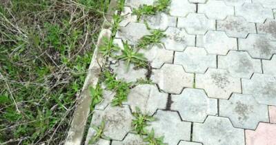 Как легко и быстро избавиться от раздражающей травы между тротуарными плитками - novate.ru