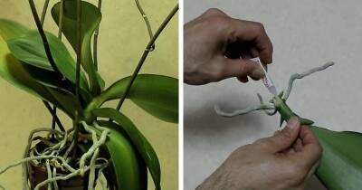 Смажьте срез на орхидее супер-клеем: простая идея, как из одной орхидеи сделать две и больше - cpykami.ru