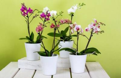 Марин Михалап - Орхидея будет цвести круглый год, если соблюдать эти 5 вещей - belnovosti.by