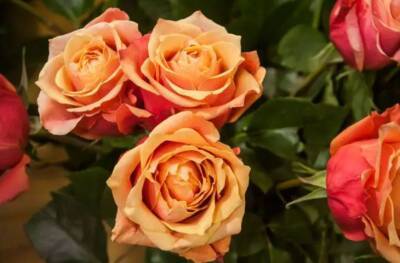Елен Гутыро - Как сохранить розы в вазе намного дольше: полезный совет тем, кто любит получать цветы без повода - belnovosti.by
