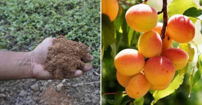 Чтобы абрикос давал стабильный урожай, весной нужно хорошенько поработать, начинаем подкормку - takprosto.cc