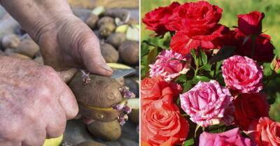 Продвинутые дачники знают, что для пышного цветения роз нужно воспользоваться картошкой во время посадки - takprosto.cc