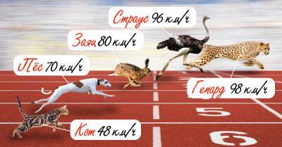 Кто является самым быстрым животным в мире - takprosto.cc - Ямайка