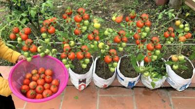 Вырастите сладкие помидорки в мешках на балконе. Это бюджетно, не хлопотно и очень интересно - cpykami.ru