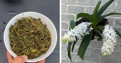 Спитой чай — прекрасное удобрение для орхидей вместо магазинной химии. Через 3 месяца она пышно зацветёт - cpykami.ru