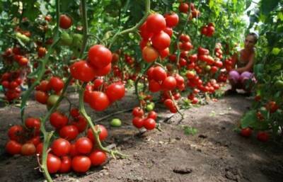 Что нужно сделать с помидорами, чтобы они росли все лето без единого полива - novate.ru
