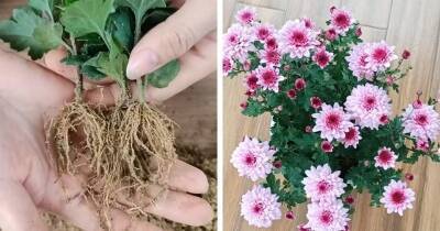 Размножьте хризантему и получите много красивых цветов. Очень просто даже для начинающих садоводов - cpykami.ru