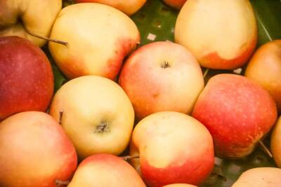 Игорь Зур - Какую обработку яблони нужно обязательно провести весной: 3 совета садоводам - belnovosti.by