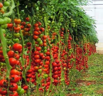 ​Ускоряем рост и развитие томатов в 3 раза - polsov.com