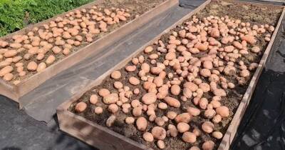 Посадила всего две грядки весной, а картофеля хватило на всю зиму. Больше нет смысла сажать сотками - cpykami.ru