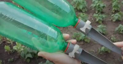 Удобная капельная система полива из обыкновенной бутылки своими руками - cpykami.ru