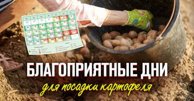 Почему опытные огородники сажают картофель только по лунному календарю и как выбрать благополучные даты - takprosto.cc