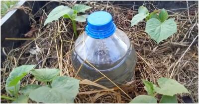 Спасение для огородников — капельный полив бутылками - cpykami.ru